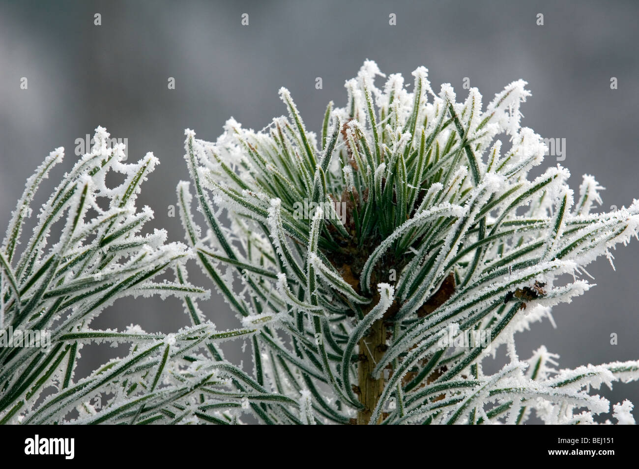 Immergrüne Nadeln der Europäischen Schwarzkiefer (Pinus Nigra) bedeckt in Raureif, Europa Stockfoto