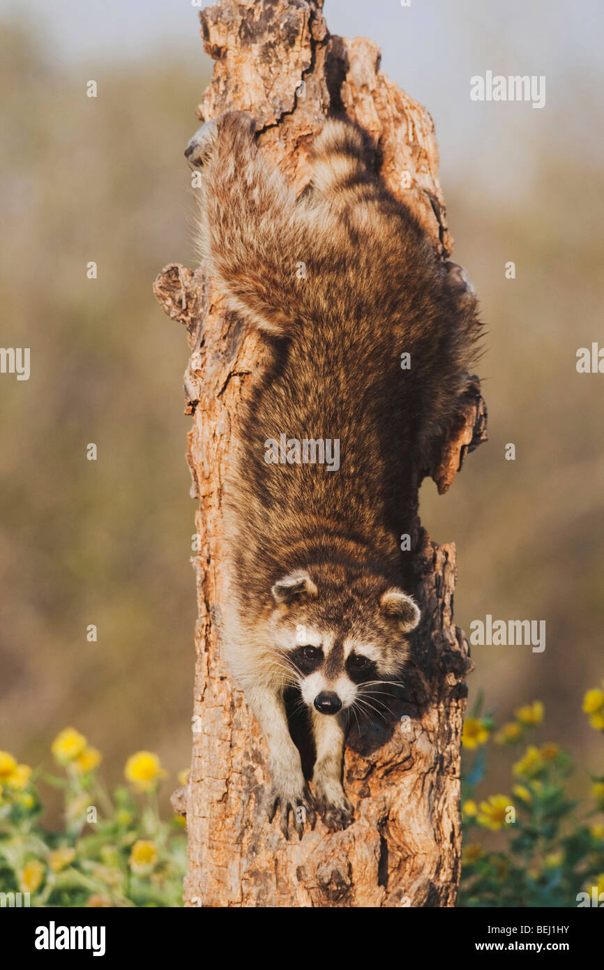 Nördlichen Waschbär (Procyon Lotor), Erwachsene im Baum, Sinton, Fronleichnam, Coastal Bend, Texas, USA Stockfoto
