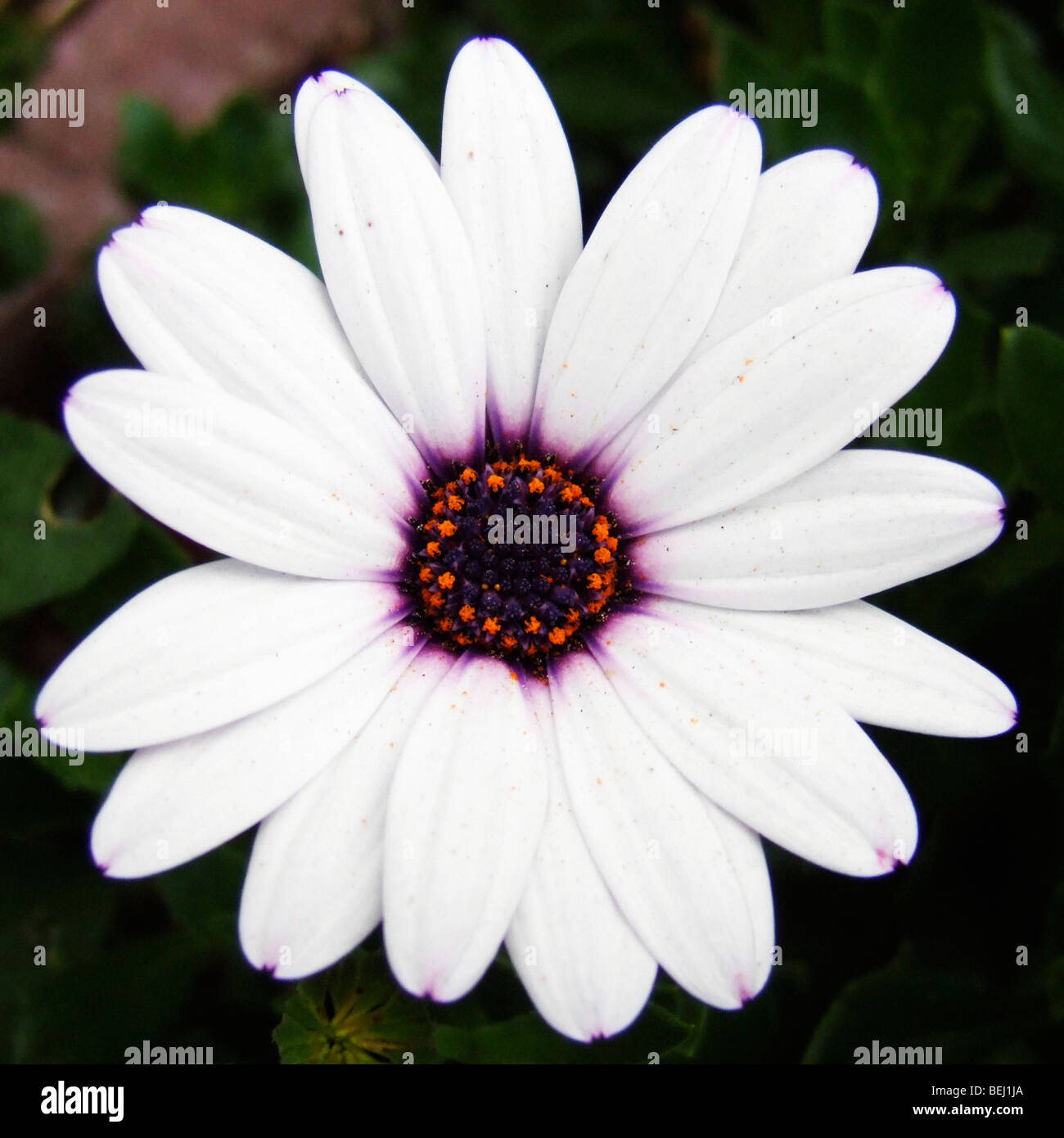 White daisy Stockfoto