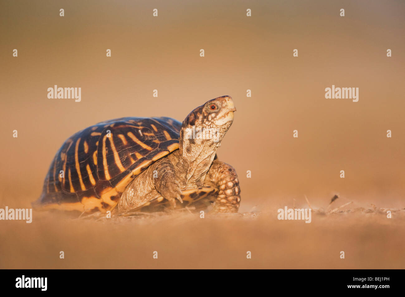 Sinton, Fronleichnam, Coastal Bend, reich verzierten Kasten-Schildkröte (Terrapene Ornata), Männlich, Küste von Texas, USA Stockfoto