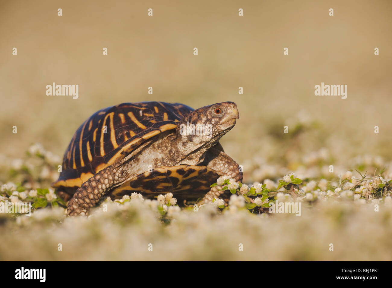 Sinton, Fronleichnam, Coastal Bend, reich verzierten Kasten-Schildkröte (Terrapene Ornata), Männlich, Küste von Texas, USA Stockfoto