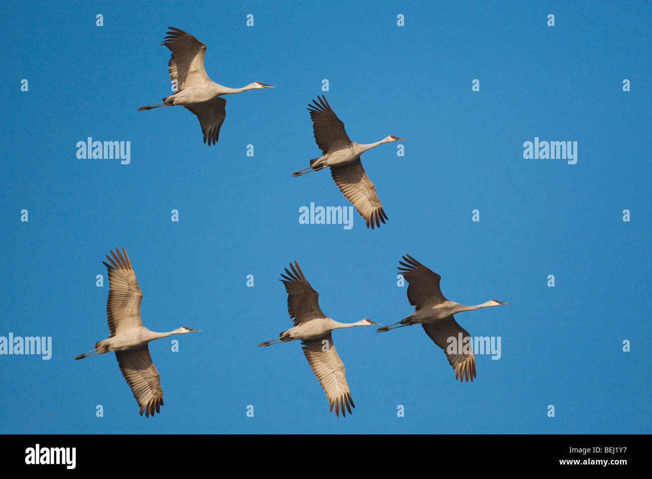 Sandhill Kran (Grus Canadensis), scharen sich im Flug, Sinton, Fronleichnam, Coastal Bend, Texas, USA Stockfoto