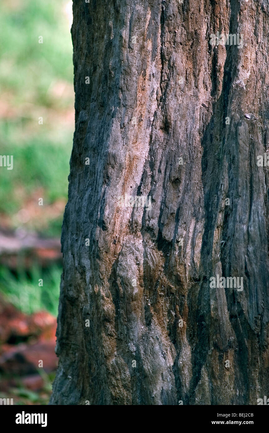 Kratzer aus schärfen Krallen auf Baumrinde aus europäischer Braunbär (Ursus Arctos), Europa Stockfoto