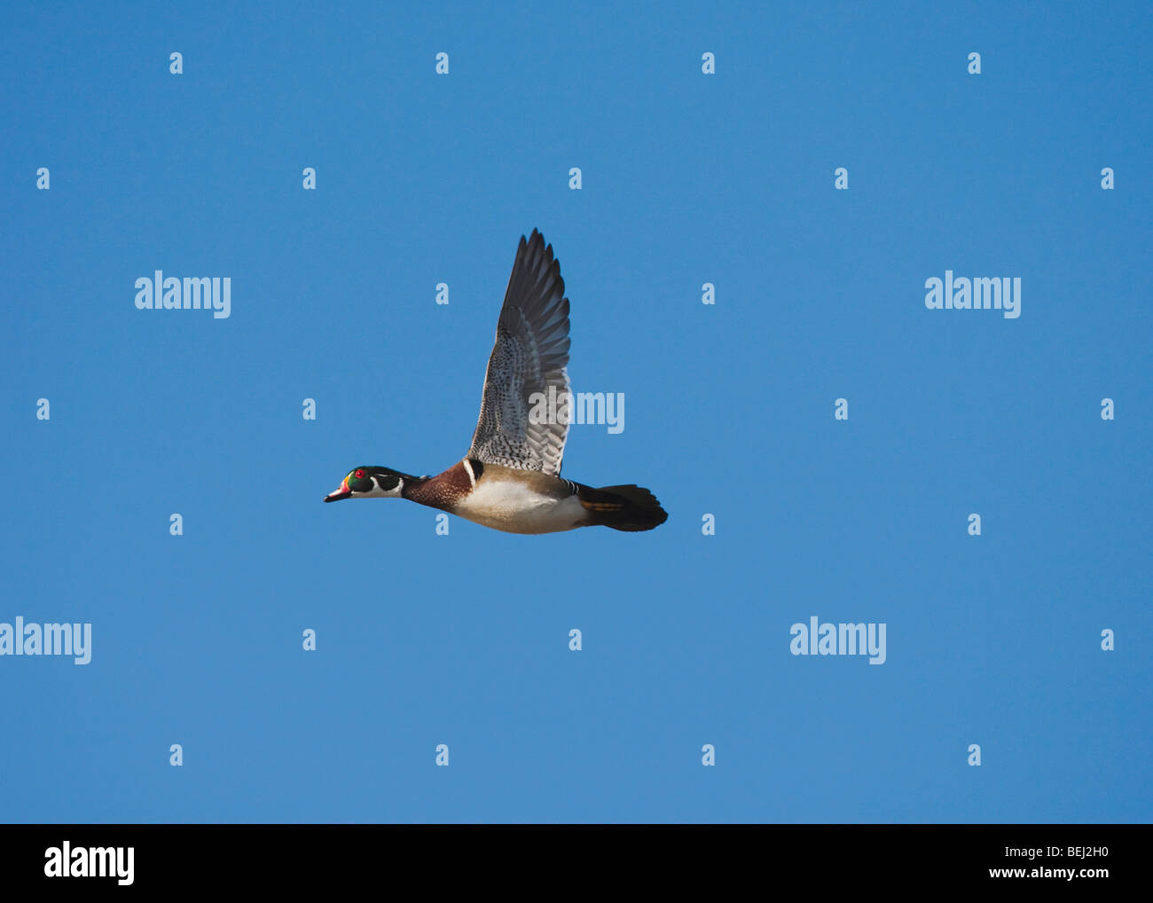 Brautente (Aix Sponsa), Männchen im Flug, Sinton, Fronleichnam, Coastal Bend, Texas, USA Stockfoto