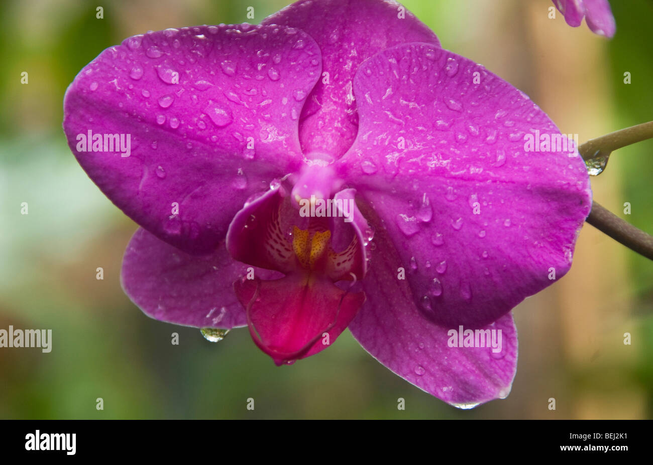 Phalaenopsis Orchidee Stockfoto