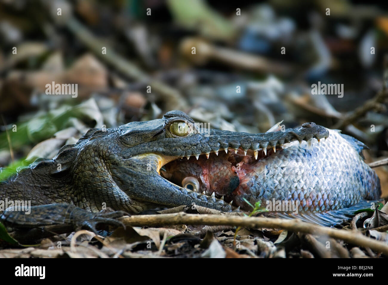 Spectacled jungen Kaiman (Caiman Crocodilus) schlucken Fisch, Carara Nationalpark, Costa Rica Stockfoto