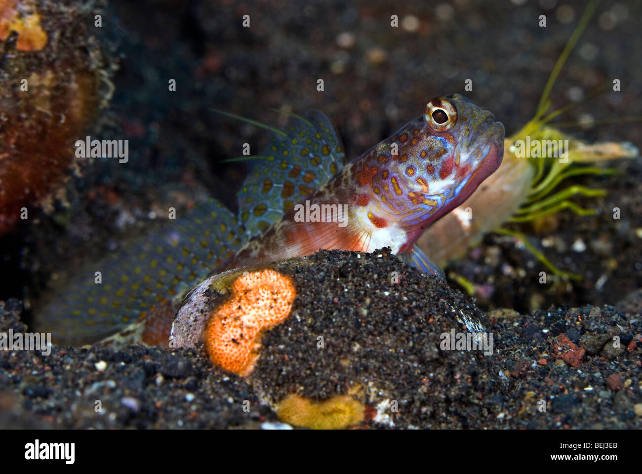Shrimpgoby unter Wasser. Stockfoto