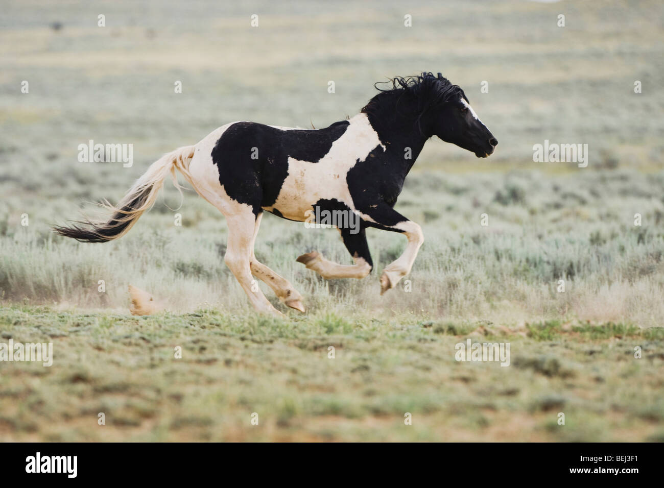 Mustang Pferd (Equus Caballus), Erwachsener ausgeführt, Pryor Wild Horse Bergkette, Montana, USA Stockfoto