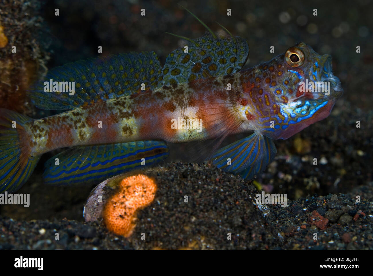 Gähnende Shrimpgoby unter Wasser. Stockfoto
