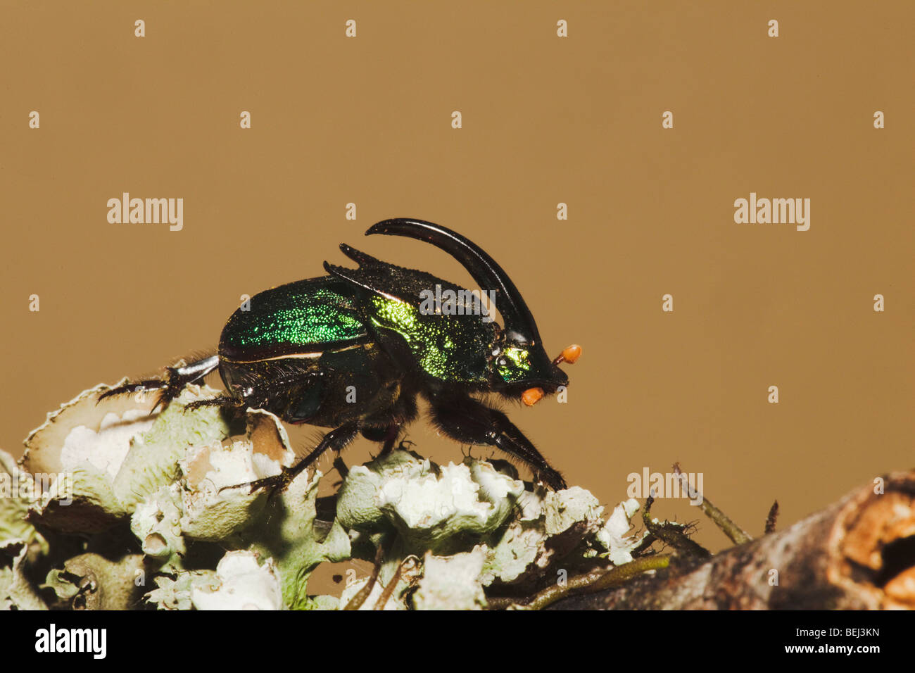 Regenbogen Skarabäus (Phanaeus Vindex), Männchen, Sinton, Fronleichnam, Coastal Bend, Texas, USA Stockfoto