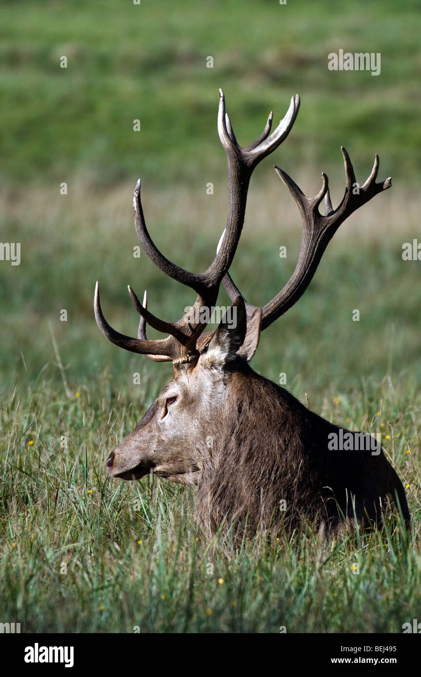 Rotwild-Hirsch (Cervus Elaphus) mit großen Geweih ruht in Grünland Stockfoto