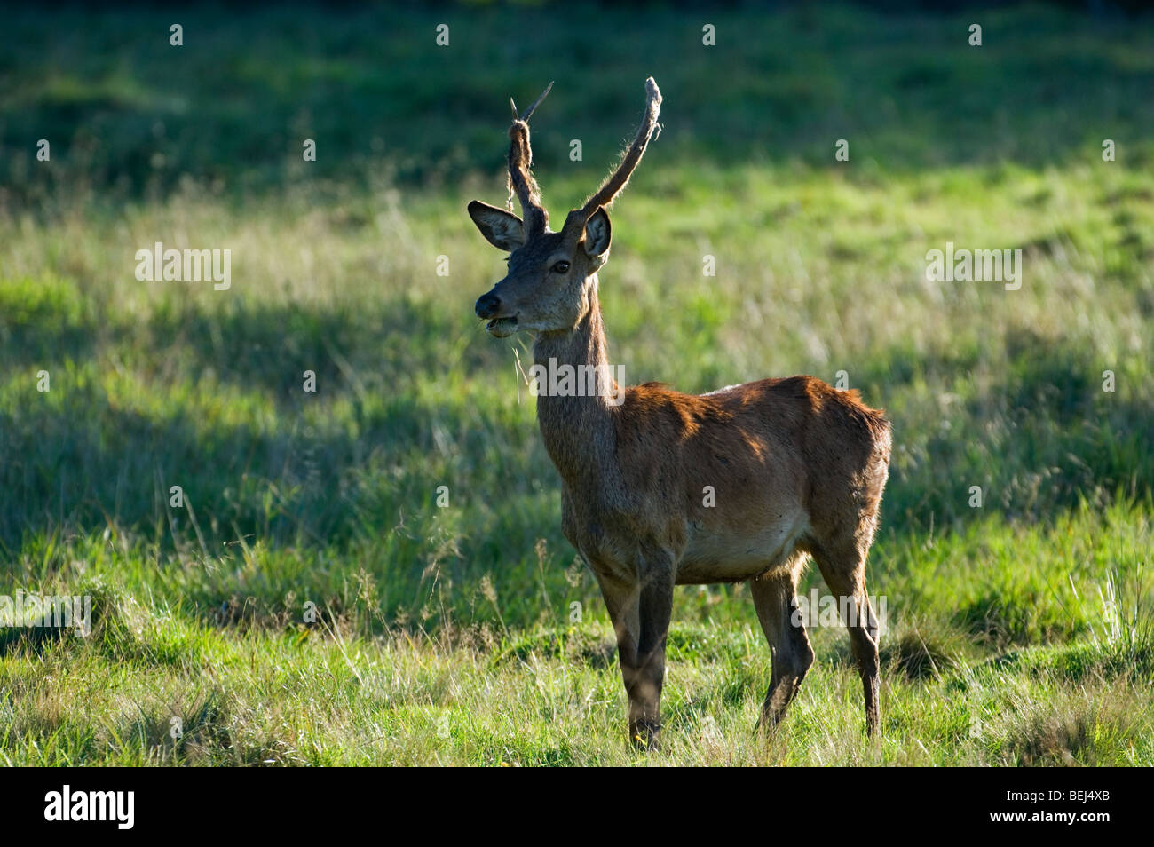 Young-Rotwild Hirsch (Cervus Elaphus) mit Geweih vergießen ihre samt Stockfoto