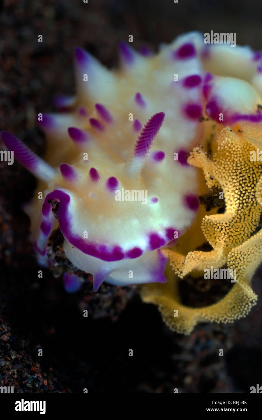 Weiße Nacktschnecke mit lila Spitzen Beulen und Kiemen und Rhinophoren Eiablage unter Wasser. Stockfoto