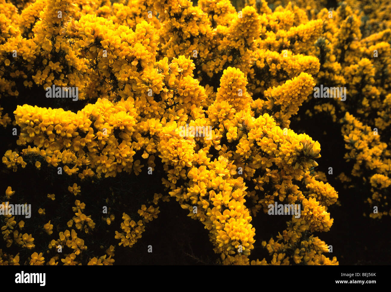 Blühende gemeinsame Stechginster (Ulex Europaeus), Frankreich Stockfoto