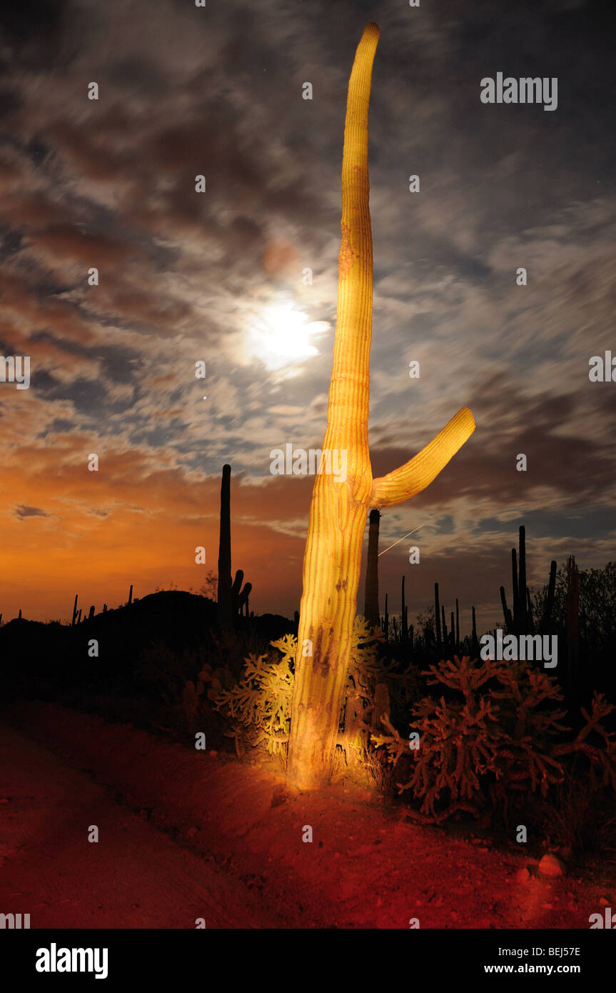 Saguaro Kaktus (Carnegiea Gigantea) überragen Saguaro National Park West in der Sonora-Wüste in Tucson, Arizona, USA. Stockfoto