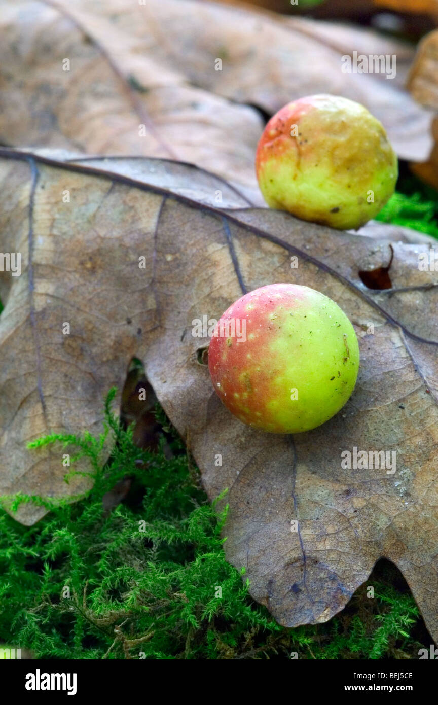 Kirsche Gall auf Eichenblatt verursacht durch Gall Wasp (Cynips Quercusfolii), Belgien Stockfoto