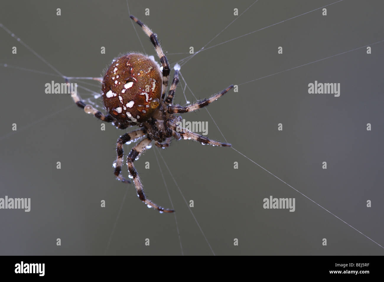 Kreuz (Araneus Diadematus) Spinne im Spinnennetz, Belgien Stockfoto