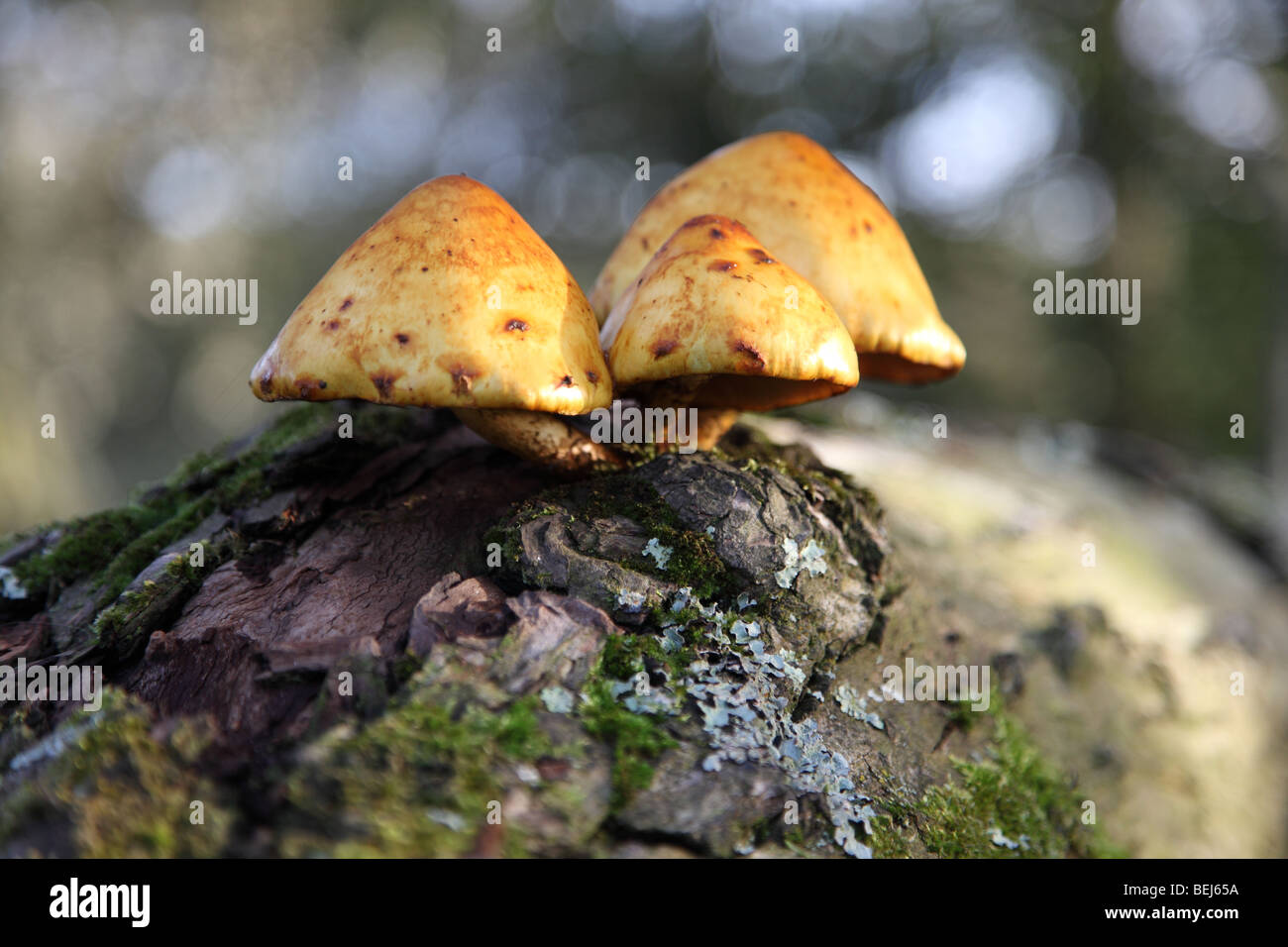 gelber Pilz an einem Baumstamm Stockfoto