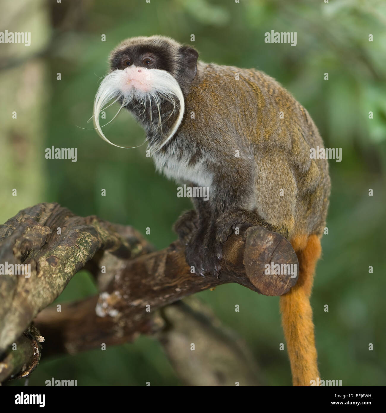 Kaiser Tamarin (Saguinus Imperator) Stockfoto