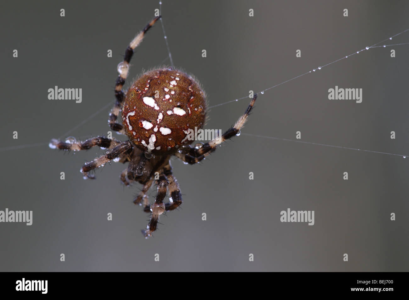 Kreuz (Araneus Diadematus) Spinne im Spinnennetz, Belgien Stockfoto