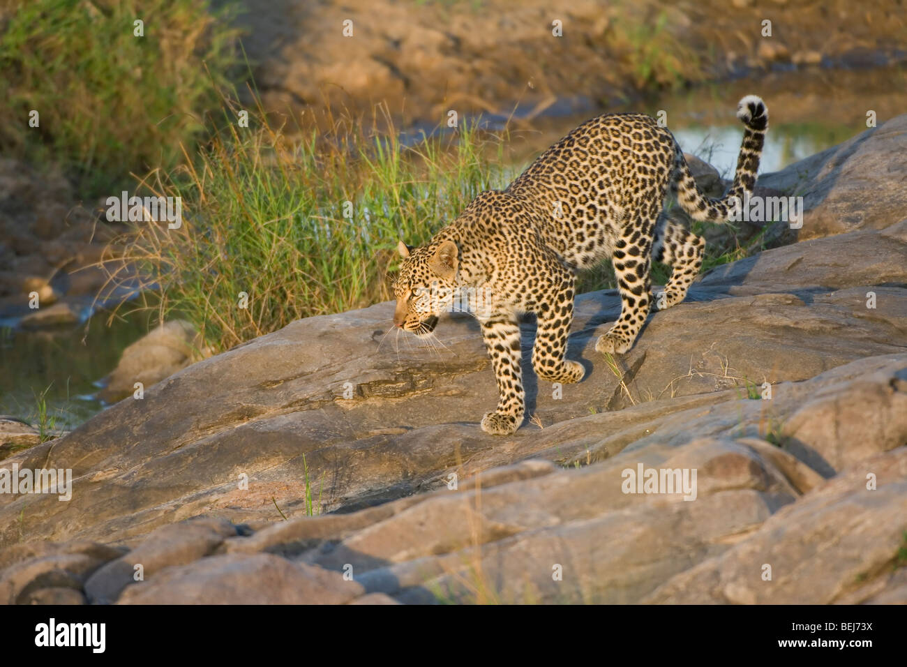 Leopard, Panthera Pardus, Kenia Stockfoto