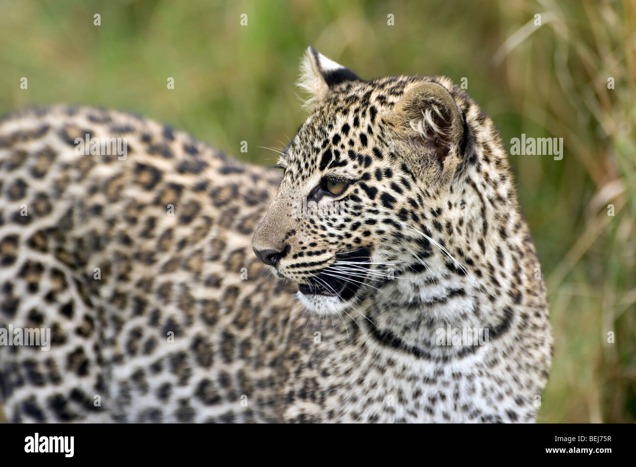 Junge Leoparden Porträt, Panthera Pardus, Kenia Stockfoto