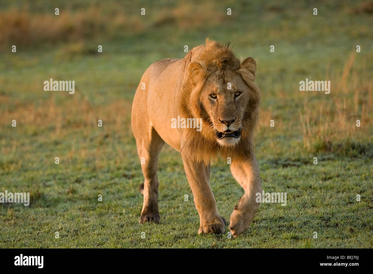 Lion, Panthera Leo, Kenia Stockfoto