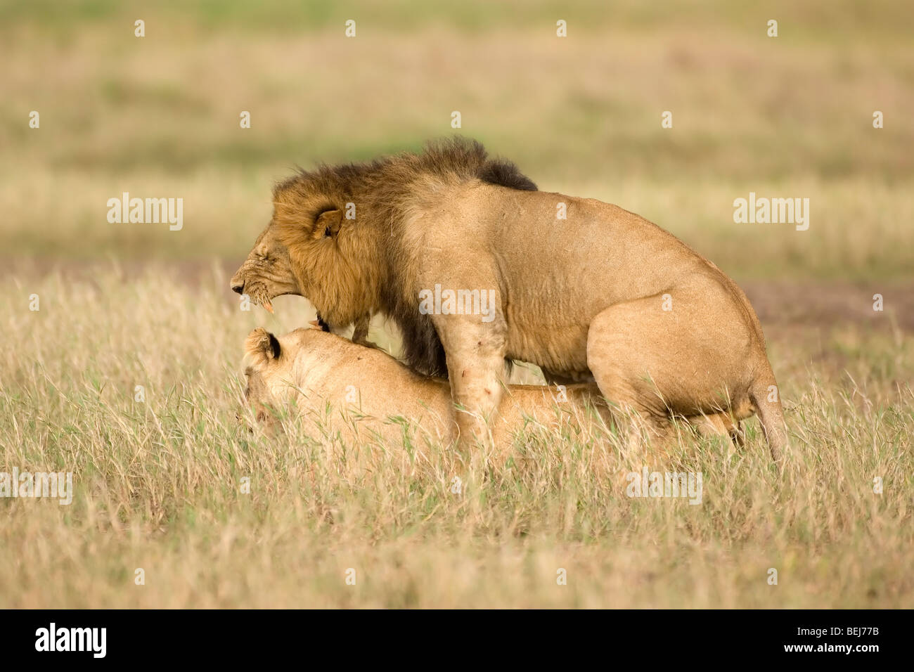 Paarung, Löwen, Panthera Leo, Kenia Stockfoto