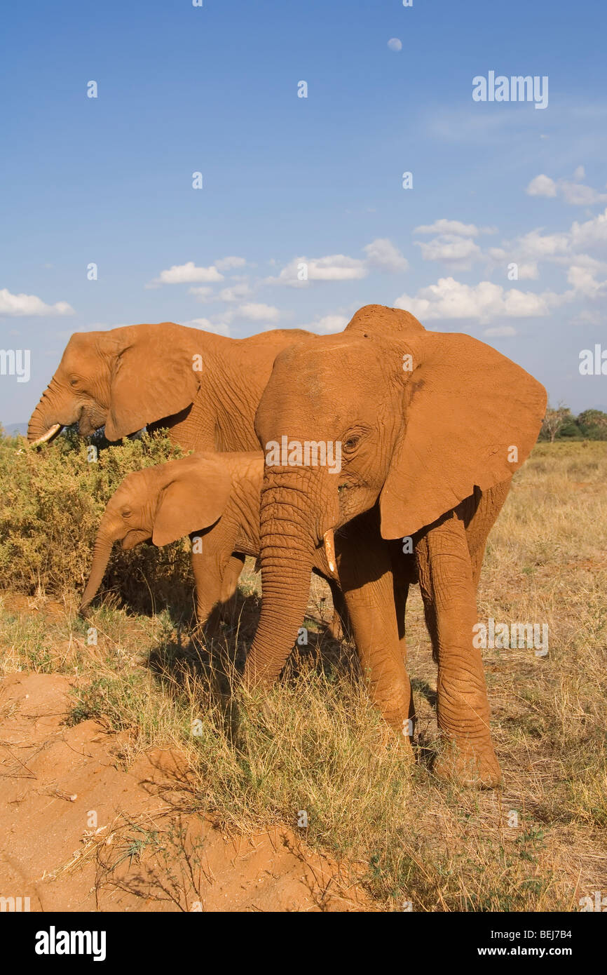 Afrikanischer Elefant, Loxodonta Africana, Kenia Stockfoto