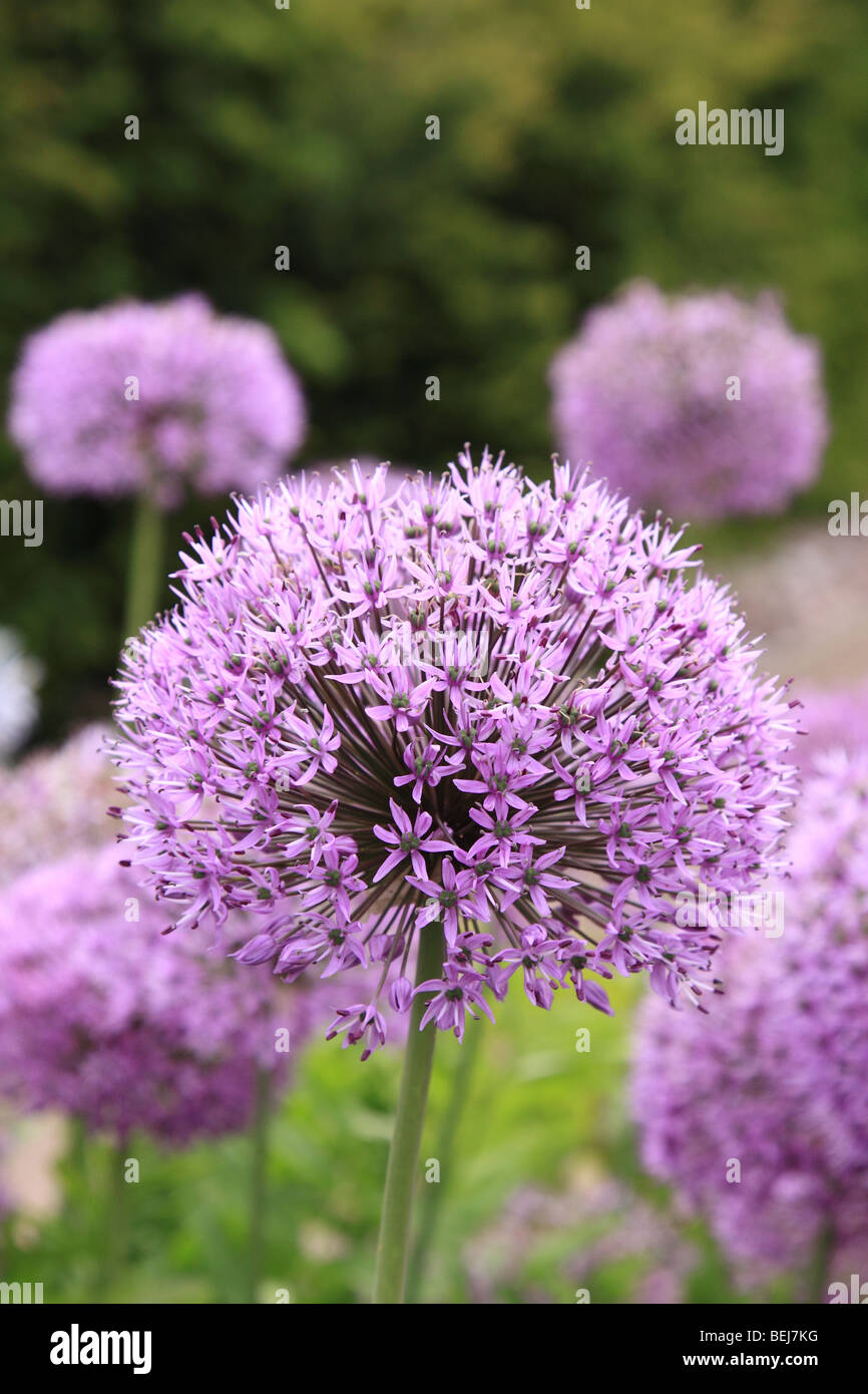 Allium Blumen im Cottage-Garten, England, UK Stockfoto