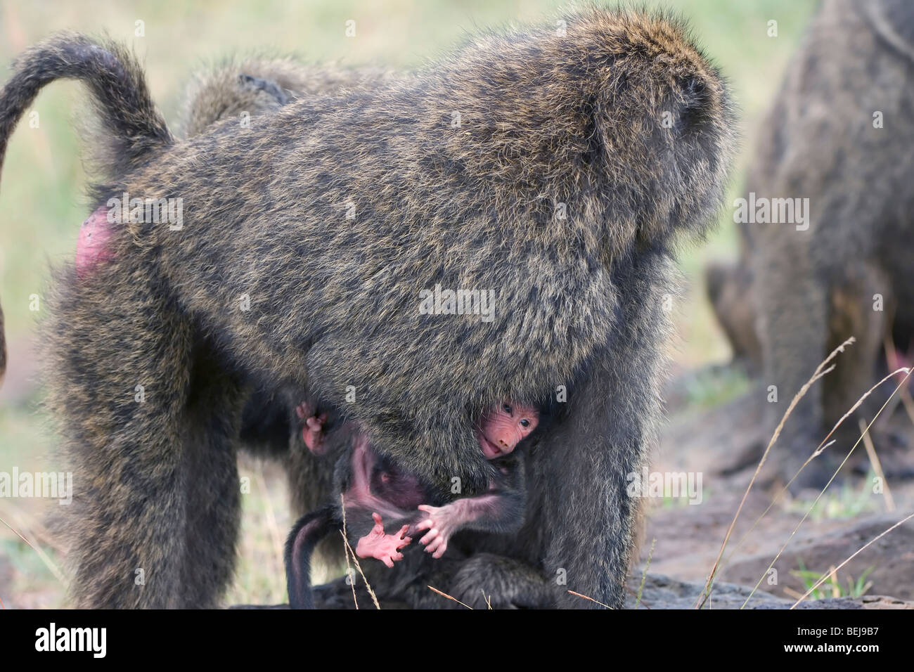 Baby Savanne Pavian mit seiner Mutter, Gelbe Pavian Papio Cynocephalus, Kenia Stockfoto