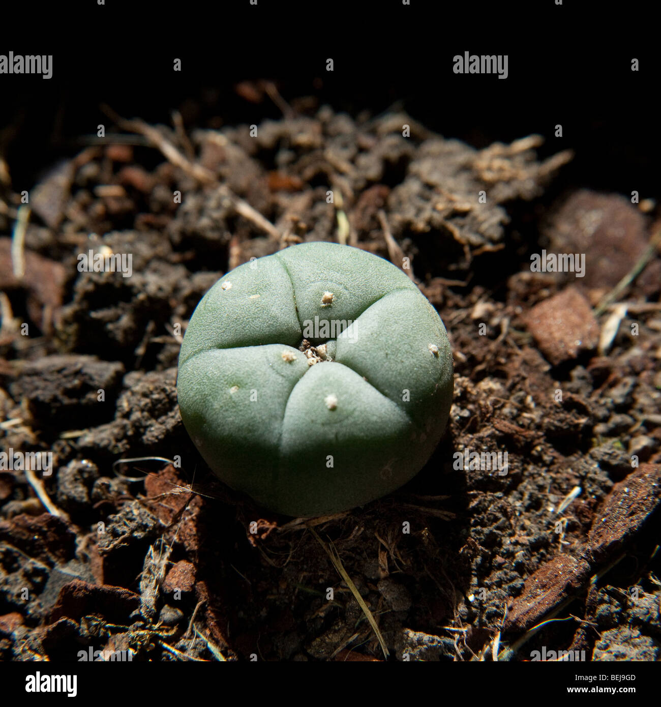 Peyote Kaktus Lophophora Williamsii oder Mescal Button. als ein Halluzinogen der Indianer und Erholungs-Medikament Benutzer verwendet Stockfoto