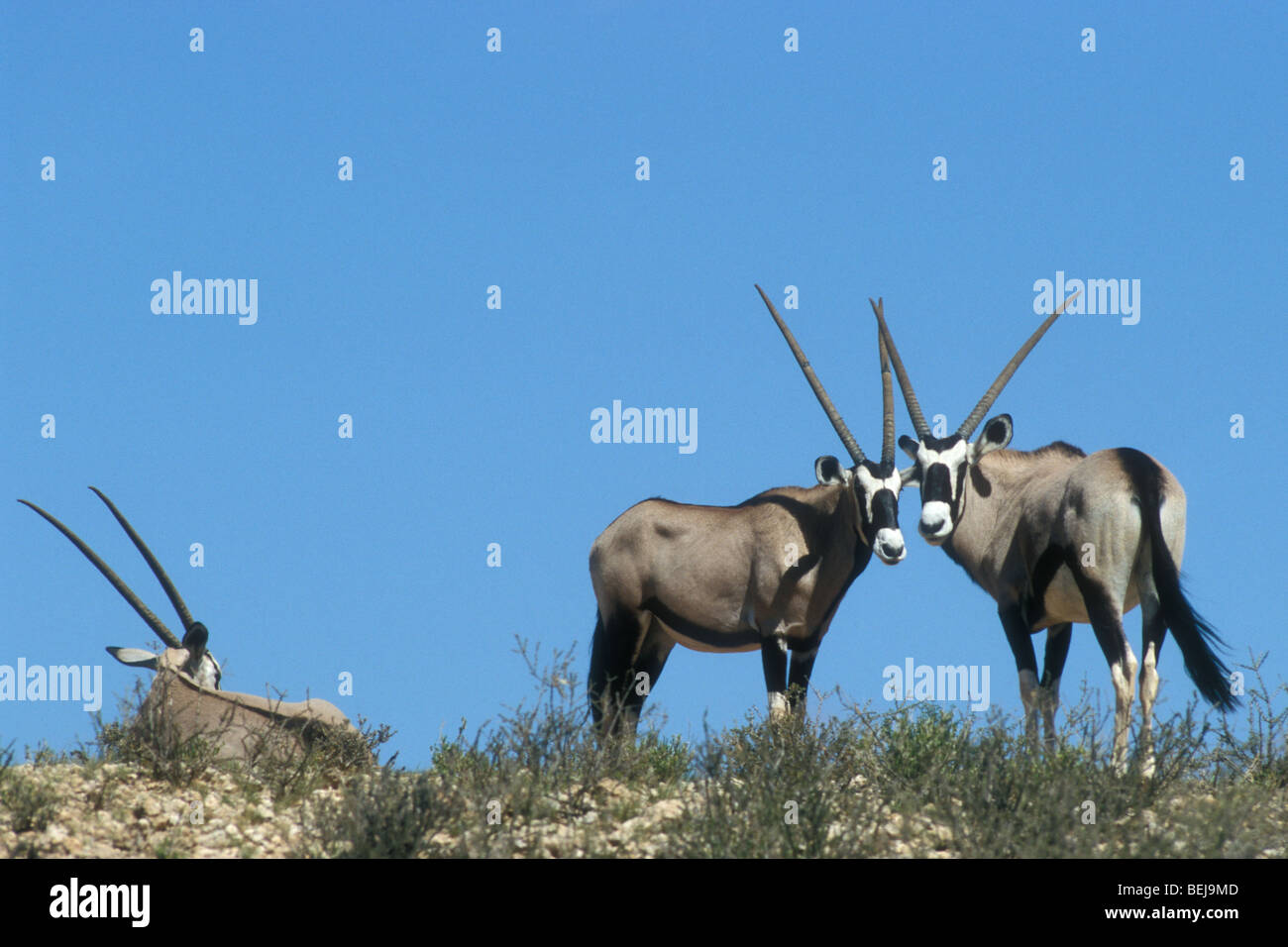 Drei Oryx (Oryx Gazella Gazella) stehend auf Düne, Kgalagadi NP, Kalahari Stockfoto