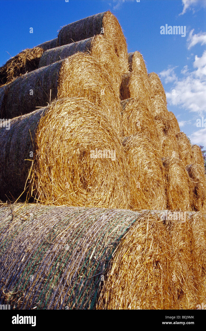 Strohballen Stockfoto