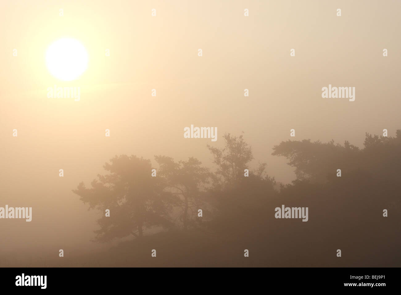 Wald mit Kiefer (Pinus Sylvestris) mit Sonnenaufgang und Nebel, Kalmthouter Heide, Belgien Stockfoto