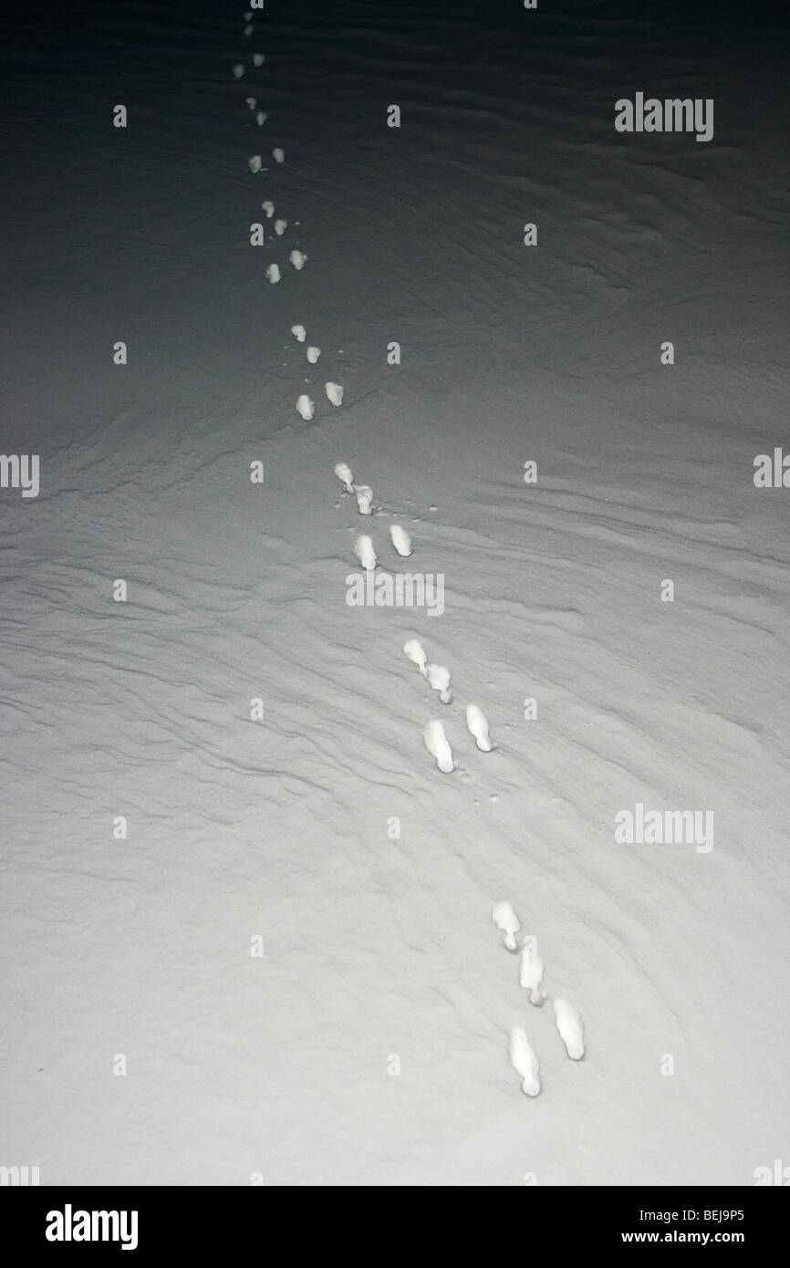 Polar Bear Tracks in die Dunkelheit der Nacht verschwinden. Stockfoto