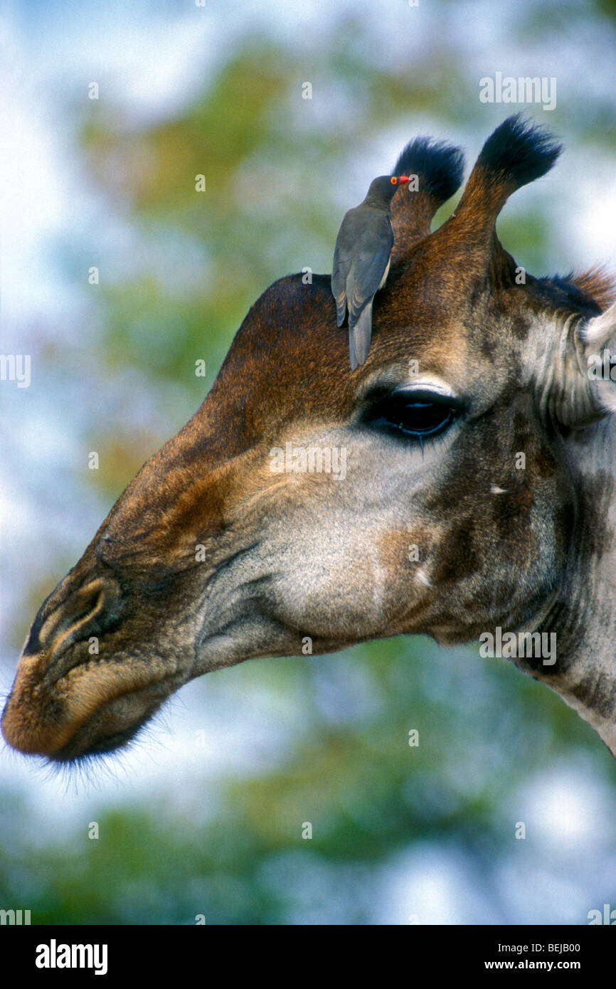 Nahaufnahme von Giraffe mit rot-billed Oxpecker (Buphagus Erythrorhynchus) auf Kopf, Krüger Nationalpark, Südafrika Stockfoto