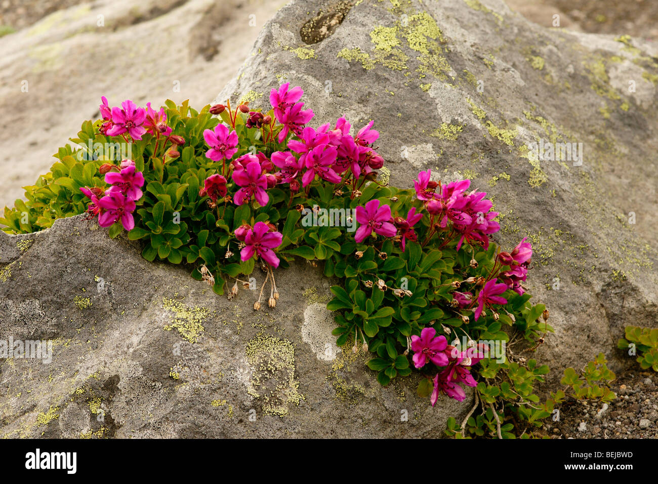 Kamtschatka-Rhododendron (Rhododendron Camtschaticum) Stockfoto