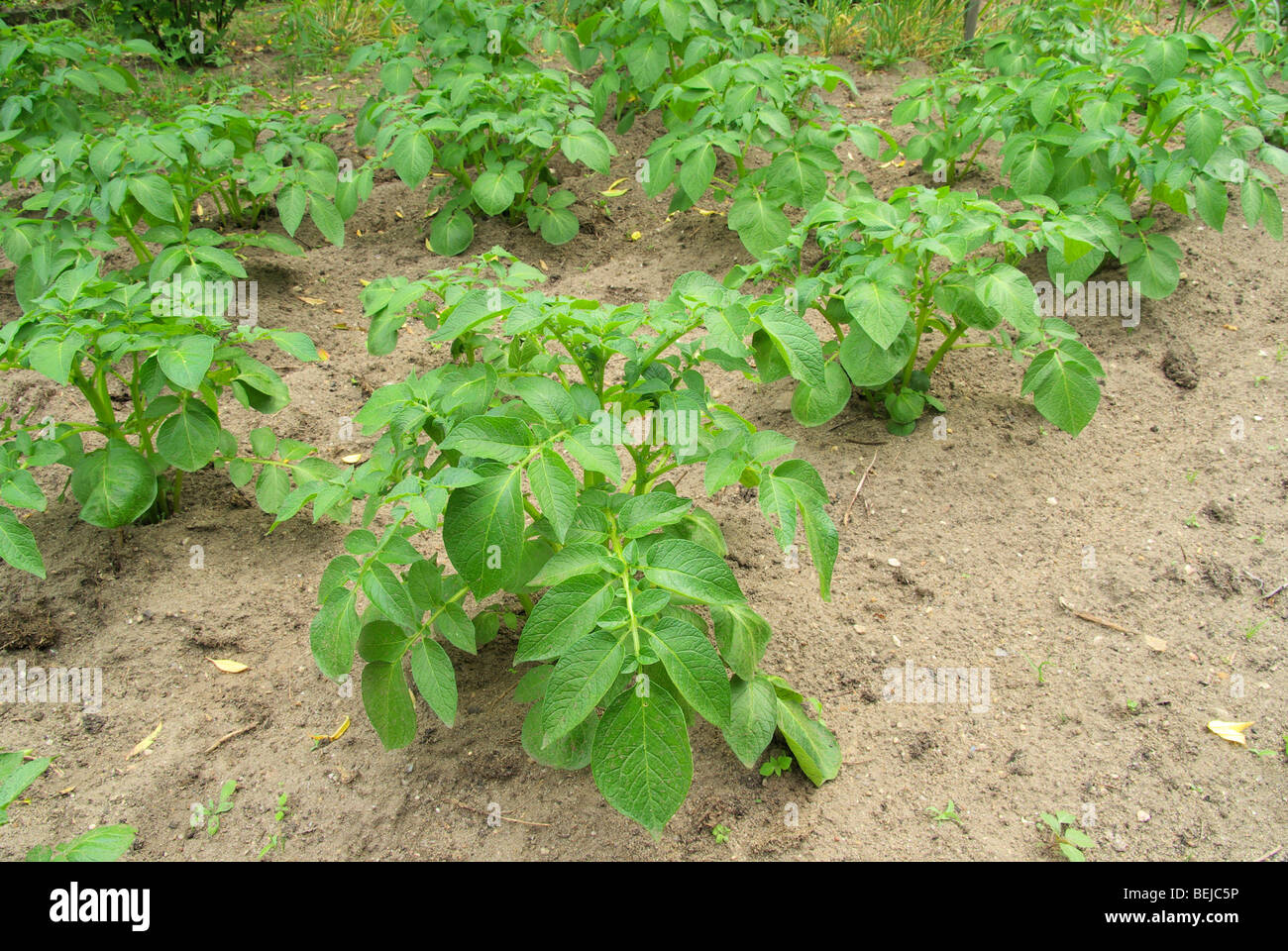 Kartoffelpflanze Kartoffel Pflanzen 06 Stockfotografie Alamy