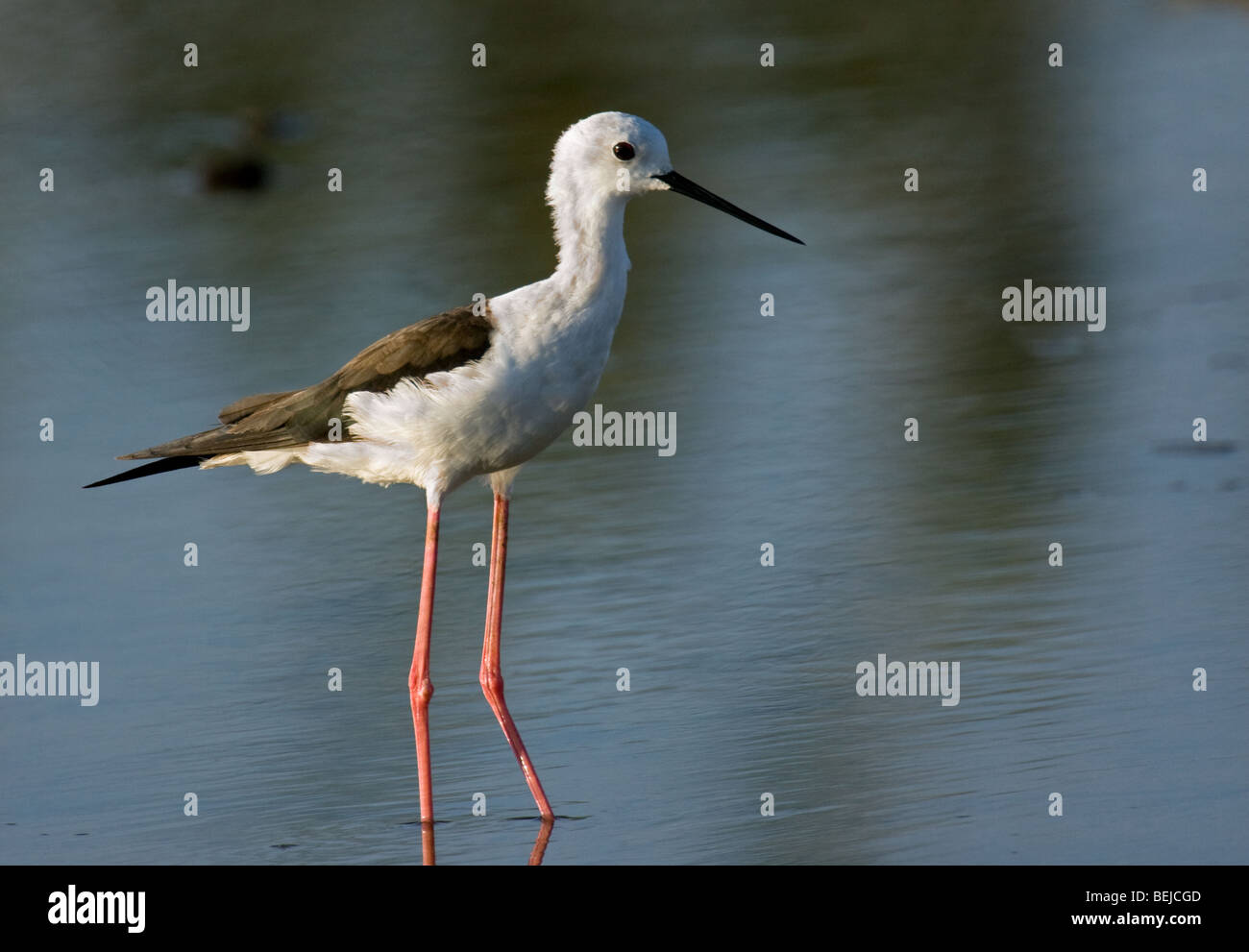 Stelzenläufer / Common Stelzenläufer / Pied Stelzenläufer (Himantopus Himantopus) waten im seichten Wasser Stockfoto