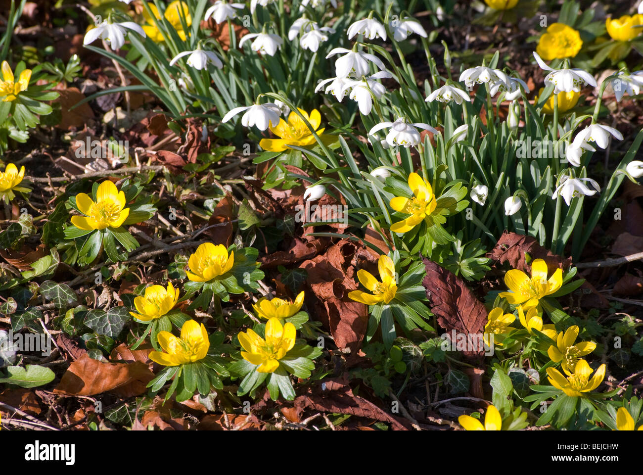 Winter Aconites und Schneeglöckchen Stockfoto