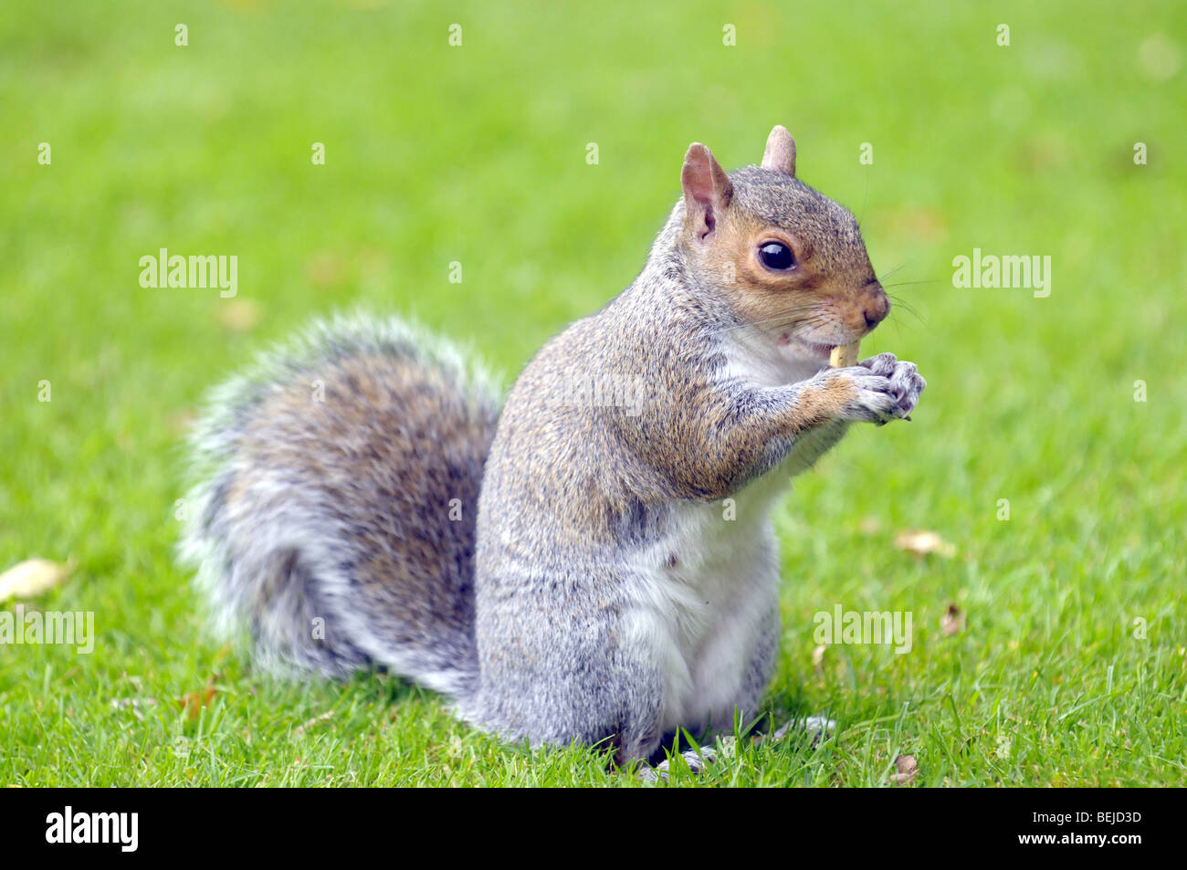 Graue Eichhörnchen Essen eine Nuss. Stockfoto