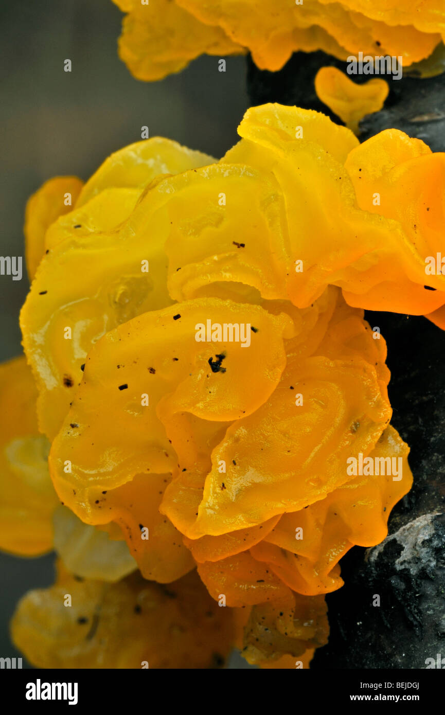 Gehirn Pilz gelb / golden jelly Pilz / gelb Trembler / Witches' Butter (Tremella Mesenterica / Helvella Mesenterica) Stockfoto