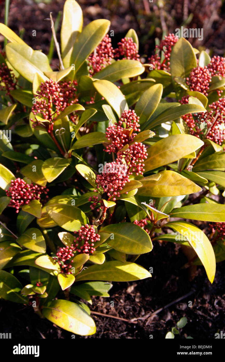 SKIMMING JAPONICA RÖTELN IM WINTER Stockfoto