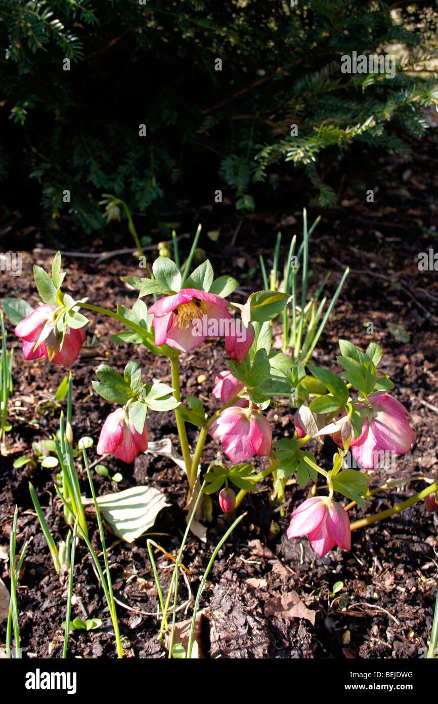 HELLEBORUS ERICSMITHI. PINK BEAUTY Stockfoto