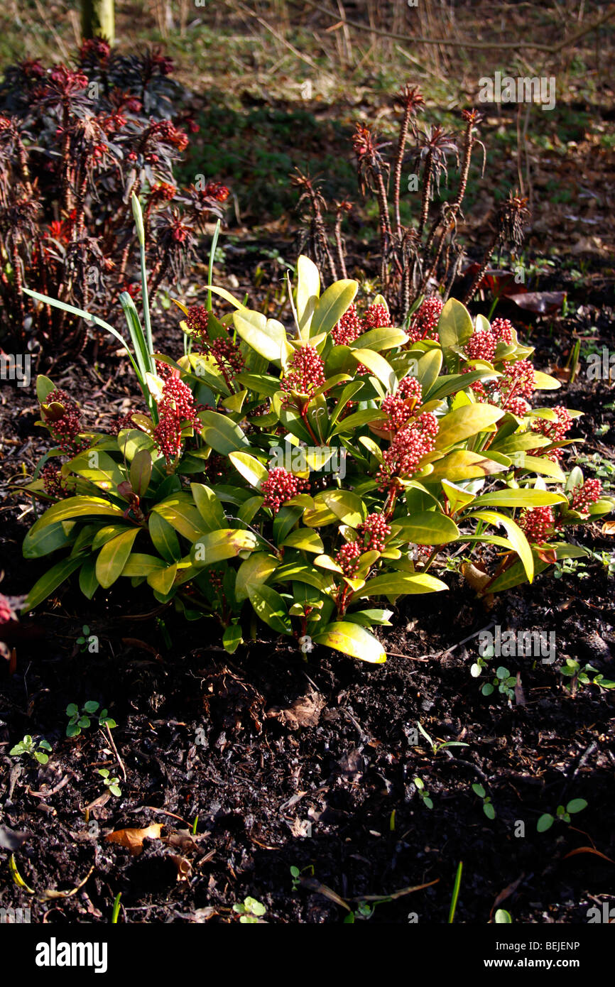 SKIMMIA JAPONICA RUBELLA IM WINTER Stockfoto