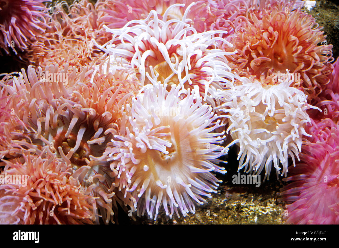 Dahlie Anemonen / weiß gefleckten rose Anemone / Erdbeere Anemone (Urticina Eques / Urticina Lofotensis) Norwegen Stockfoto