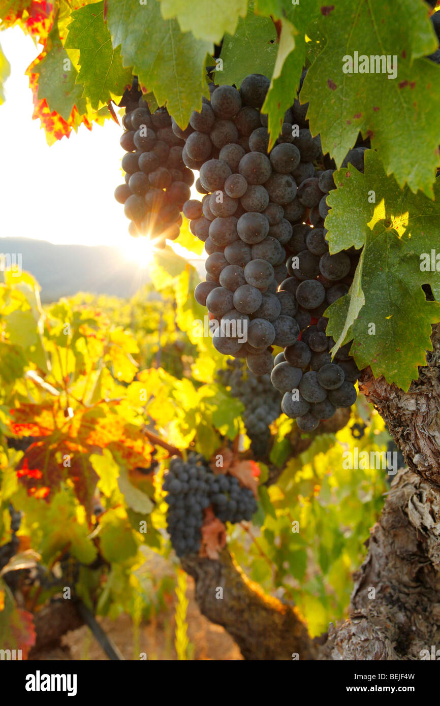 Alte Rebe Zinfandel in Sonoma Valley, Kalifornien Stockfoto