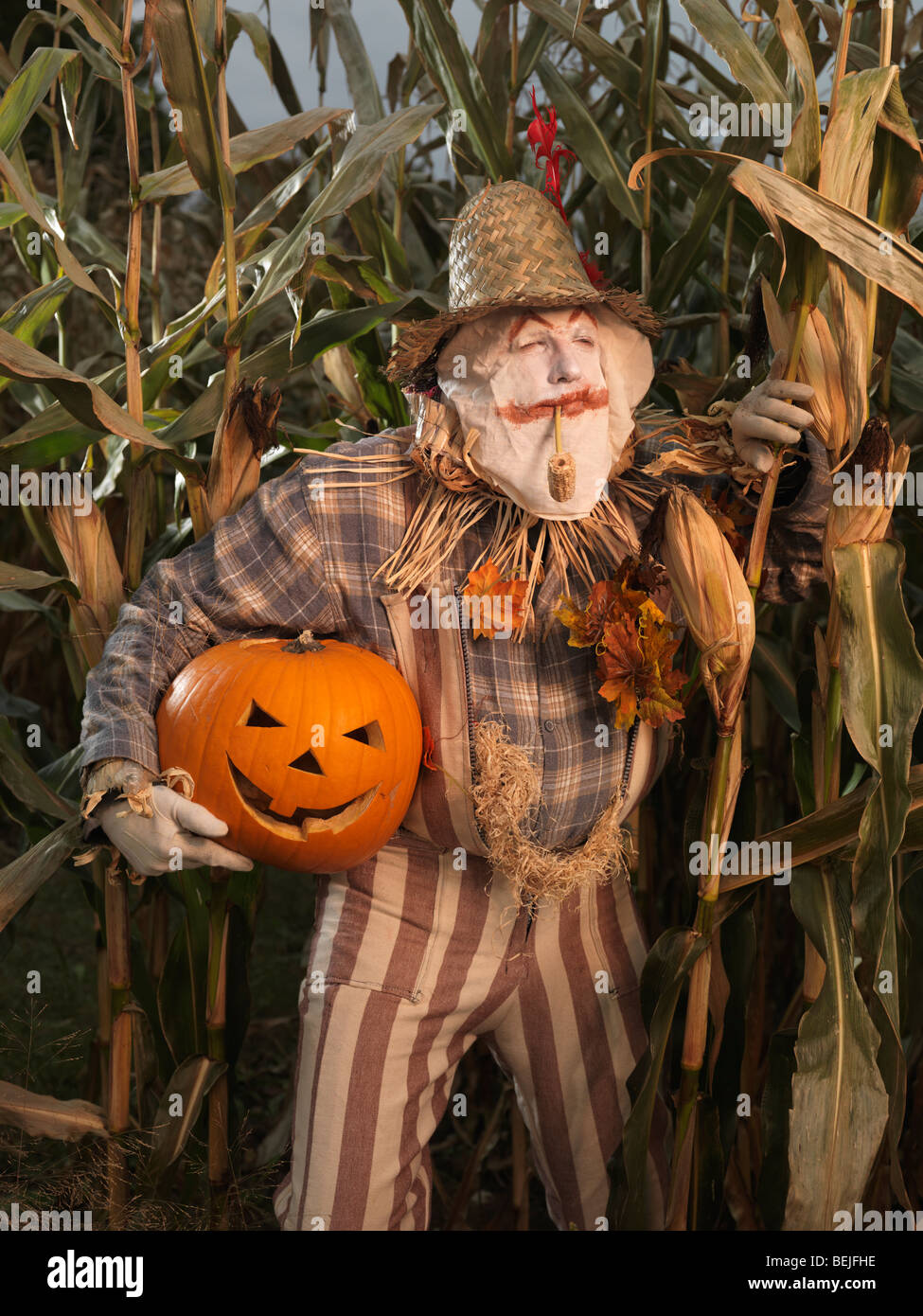 Führerschein erhältlich unter MaximImages.com - Scarecrow schleicht sich durch ein Maisfeld mit einem gestohlenen Kürbis unter seinem Arm. Halloween-Thema. Stockfoto