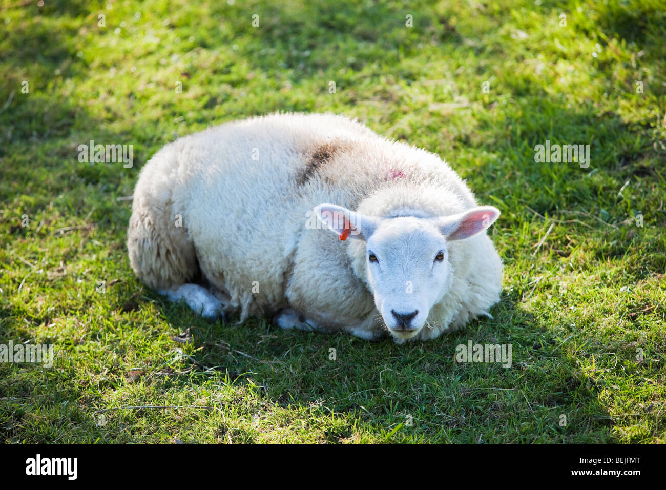Junge Schaf liegend Blick in die Kamera Yorkshire England UK Stockfoto
